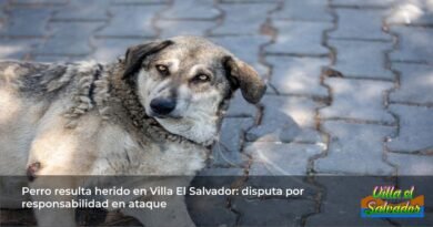 dog injury, stabbing incident