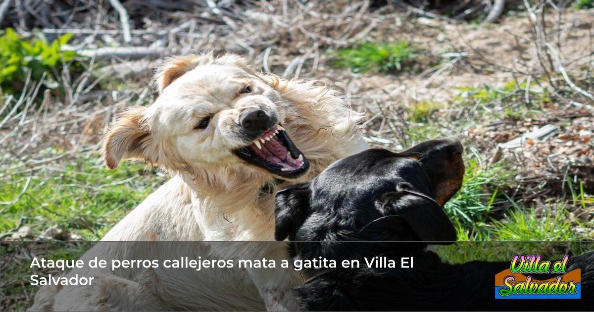 Ataque de perros callejeros mata a gatita en Villa El Salvador